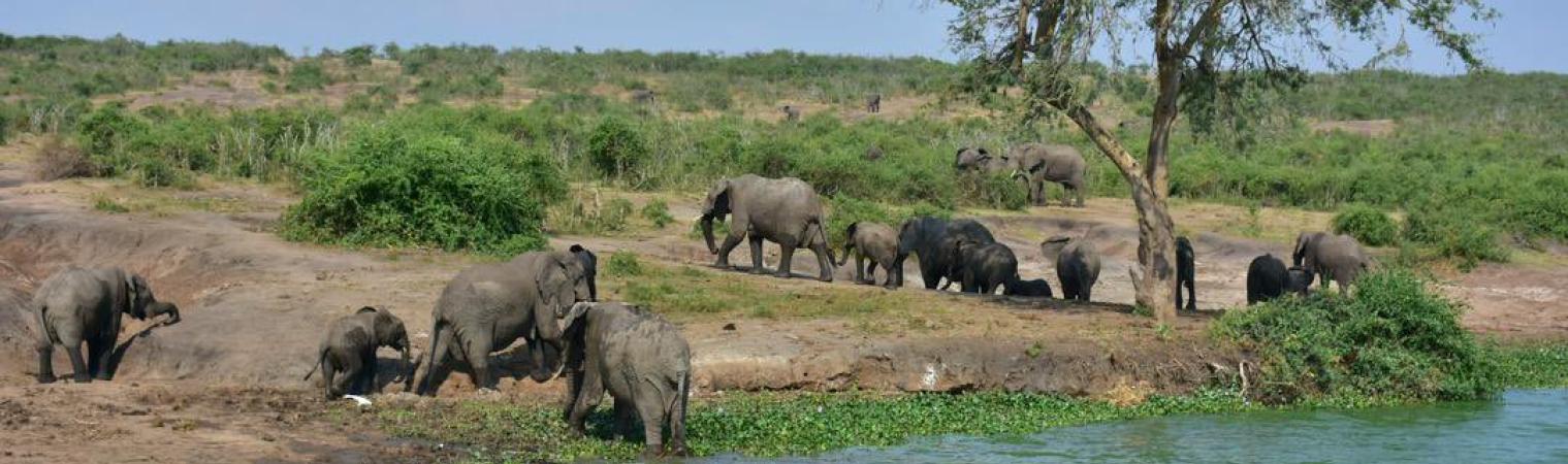 QUEEN ELIZABETH NATIONAL PARKS GRACEFULL GIANTS